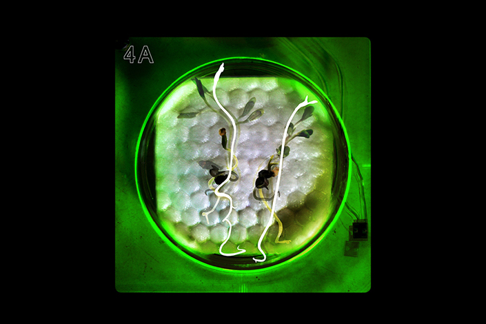 Microbial Ecologies 1.0